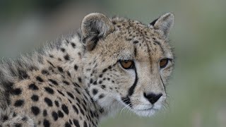 Can we save the Cheetah from extinction [upl. by Ravilob]