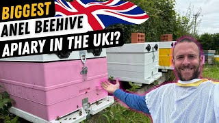 Is This The Biggest Anel Beehive Apiary In The UK [upl. by Siberson141]