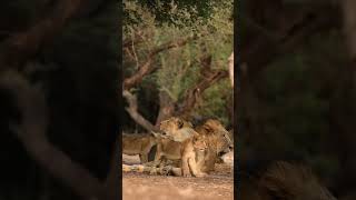 Gir National park 🦁🦁🦁🦁🦁 sasan forest gypsy Safari park 🦁🦁🦁🦁 [upl. by Anerev470]