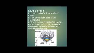 ligament of uterusfcps part1 preparation forumpelvis anatomycpsp favourite questions [upl. by Ecnal]