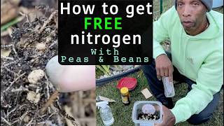 How to get free nitrogen growing Peas amp Beans garden gardening [upl. by Fredelia]