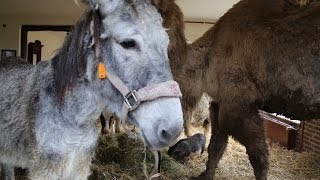 72 Dierentuin in je Woonkamer OPDRACHT [upl. by Fabrice137]