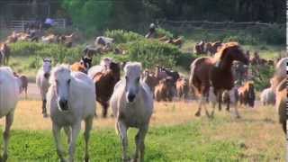 EATONS RANCH Wyoming  MORNING WRANGLE [upl. by Erapsag]