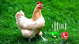 Rooster Crowing Alarm Tone  Cock Ringtone  Wake Up Morning Rooster Sound Alarm [upl. by Leunamme284]