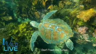 A Green Turtle swims with me in Cabbage Tree Bay [upl. by Daryl316]