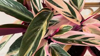 About Calathea Triostar House Plant [upl. by Stephens]