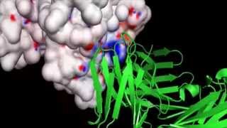 TCell Receptor with HLAA and Bound Peptide [upl. by Attekram441]