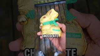 Golden Chocolate Bunny [upl. by Evangeline]