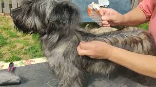 Skye Terrier puppy  hair styling in 5 minutes  teeth show [upl. by Laeira]