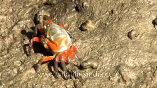 Fiddler crab using its smaller claw to feed [upl. by Rozanna]