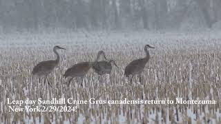 During a Leap Day 2292024 winter storm Sandhill Crane Grus canadensis return to Montezuma [upl. by Tris968]