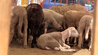 Ceuta celebra un Eid Al Adha muy especial [upl. by Knobloch]