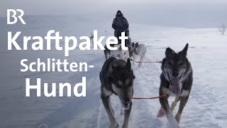 Superathleten Schlittenhunde sind Kraftpakte  Gut zu wissen  BR [upl. by Allehc285]