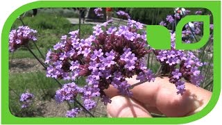 Verbena Bonariensis [upl. by Mumford623]