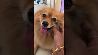 Chukur Chuler colour korache subscribers pets dogowner petneeds petowner dog doglover [upl. by Kain33]