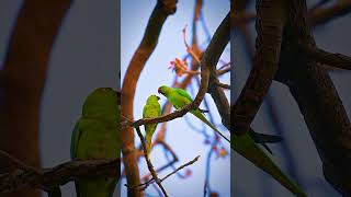 Rose ringed parakeet [upl. by Anikehs]