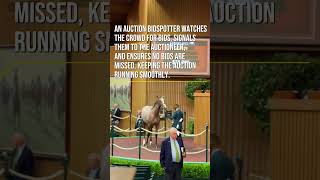 Auction Bidspotter  Keeneland Sales [upl. by Torie183]