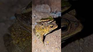 Catch two frog for funny jump  Frogs video funny  Funny Toad and Frog for laugh [upl. by Kiefer573]