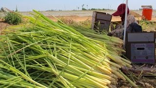 Harvesting Lemongrass at Sarabian Farms [upl. by Horodko327]