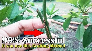 Grafting Lesson Approach Grafting Method 99 Succesful [upl. by Knepper]