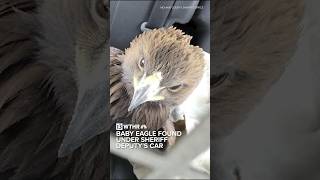 Baby eagle found under a deputys car in Arizona [upl. by Allemaj994]