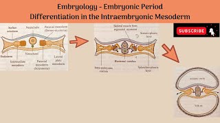 Differentiation of Intraembryonic Mesoderm  Paraxial Mesoderm Intermediate Mesoderm Lateral Plate [upl. by Altman109]