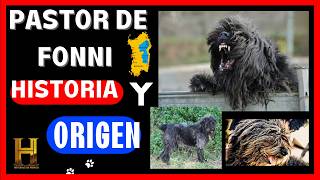 🔴Perro PASTOR DE FONNIPastor de CerdeñaITALIADOCUMENTAL HISTORIA y ORIGEN🐕DOCUMENTALES DE PERROS [upl. by Strohl]