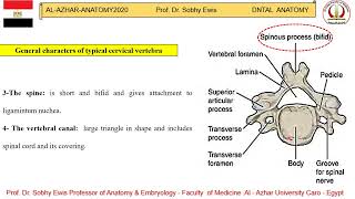 cervical vertebrae [upl. by Sucramel]