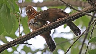 雌の横で囀るガビチョウ Male Hwamei singing beside Female [upl. by Namajneb]