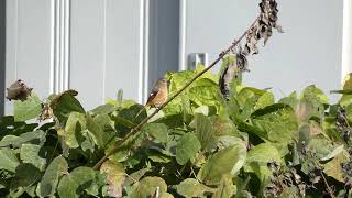 Female Daurian Redstart in Late Autumn [upl. by Ellehsram505]