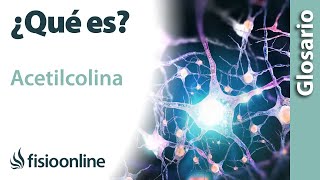 ACETILCOLINA  Qué es cuál es su función dónde se encuentran e importancia para el cuerpo [upl. by Chura823]