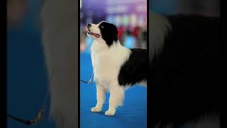 very very beautiful border collie dog champion [upl. by Jamila]