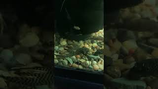 Pleco Update [upl. by Onairotciv571]