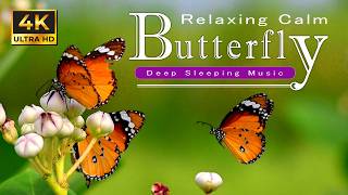 Relaxing Butterfly Sleeping Music  Reduce Anxiety and Help You Sleep  4K [upl. by Mackoff]