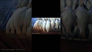 bangla amar sorshe ilish chingri kochi lau [upl. by Simetra6]