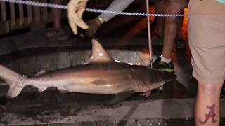 Shark fishing on Gulf Shores State Pier Alabama [upl. by Niboc]