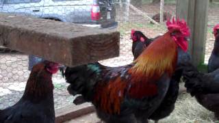 Black Copper Marans Laying Flock [upl. by Godart]