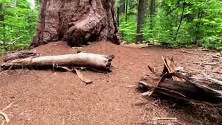 South Grove Trail Loop  Calaveras Big Trees State Park [upl. by Raf142]