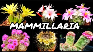 30 ESPÉCIES DE CACTOS DO GÊNERO MAMMILLARIA PARA IDENTIFICAÇÃO  CACTUS TV [upl. by Dranyer]