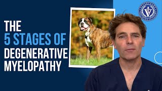 The 5 Stages of Degenerative Myelopathy in Dogs [upl. by Clarita648]