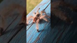 Explore Tarantulas 3 Fascinating Facts [upl. by Htedirem346]