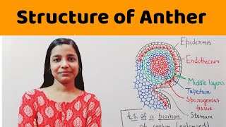 structure of microsporangium  structure of anther   BSc  MSc  NEET  PGT Biology [upl. by Alake]