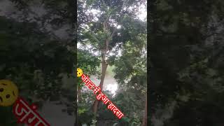 जंगल में हुआ हादसा 😥viral shortvideo chhotushikari bhojpuri newsong [upl. by Erhard538]