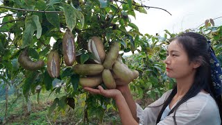 Akebia Quinata the Worlds WEIRDEST Fruit that will Open Automatically when It Is Ripe [upl. by Etteluap]