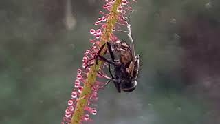 Drosera filiformis ‘Florida Red’ vs Fly timelapse feeding full cycle [upl. by Lachman464]