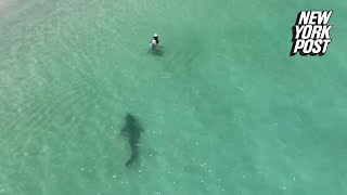 Tiger shark charges unsuspecting swimmer in chilling drone video  New York Post [upl. by Geof]