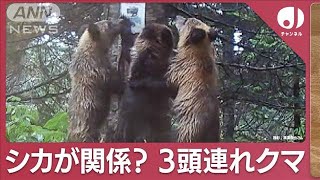 クリスマスも相次ぐ“クマ出没” シカが関係？「3頭連れクマ」増加の理由【スーパーJチャンネル】2023年12月25日 [upl. by Yruy]