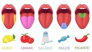 ¿Cómo funciona el sentido del gusto Tipos de sabores receptores y papilas gustativas👅 [upl. by Nylkaj]