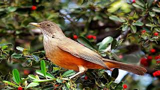 ♫ Zorzal Colorado  Turdus Rufiventris  Chalchalero ஜ [upl. by Ayam742]