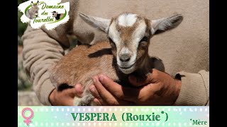 Diaporama de VESPERA Rouxie  2024 [upl. by Leachim]